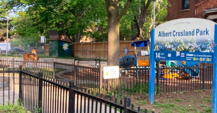 Someone spotted a wild deer in one of Toronto's park playgrounds