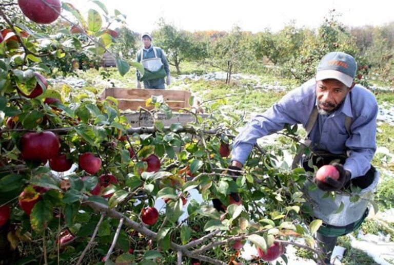 Report recommends Canada’s migrant farm workers form or join union