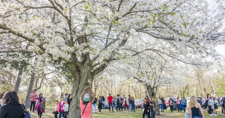 Here's the date High Park cherry blossoms might reach full bloom in 2024