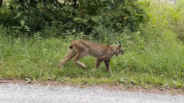 Canada lynx, endangered in Vermont, spotted walking in Shrewsbury, VT