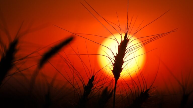 File: A head of wheat is silhouetted by the sun in a wheat crop near Cremona, Alta., Tuesday, Sept. 6, 2022. (Jeff McIntosh, The Canadian Press)