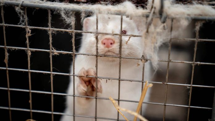 Outbreak at Fraser Valley mink farm renews calls to end fur trade in Canada