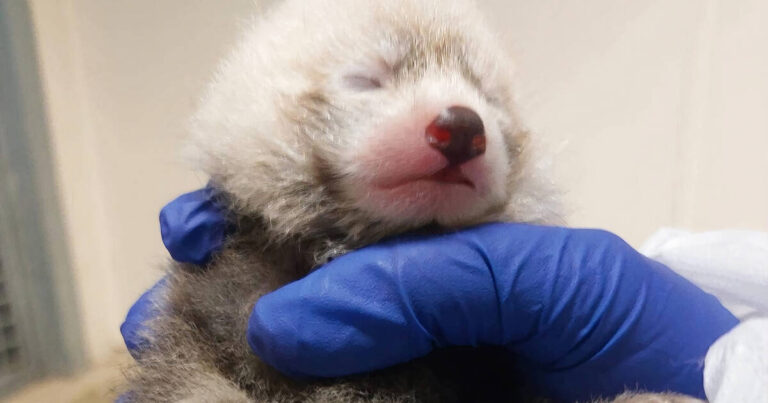 Rare baby red panda born at the Toronto Zoo has the most adorable name ever