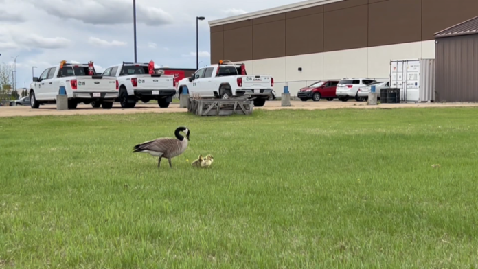 How to handle the return of Canada Geese to Edmonton.
