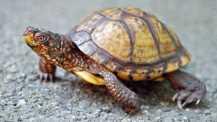 Eastern box turtle