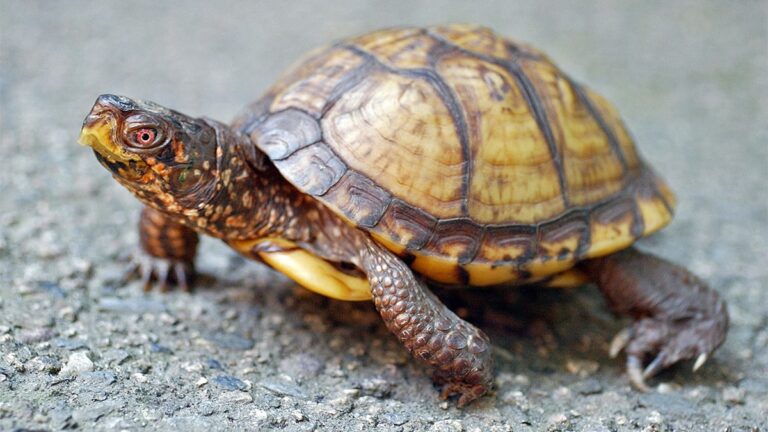 Eastern box turtle