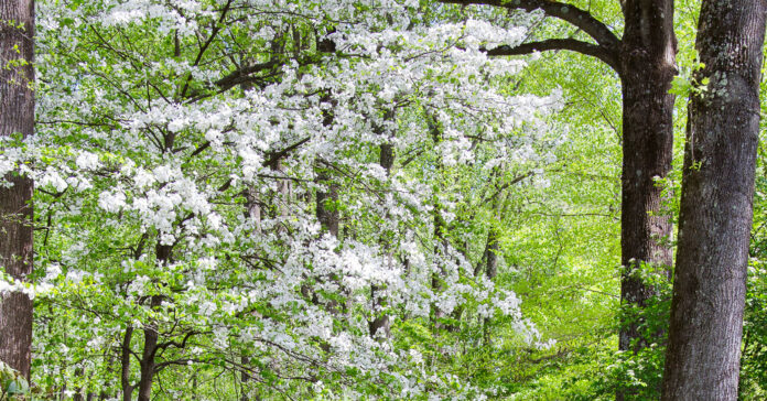 The Four Ecologically Crucial Things You Should Do in Your Garden