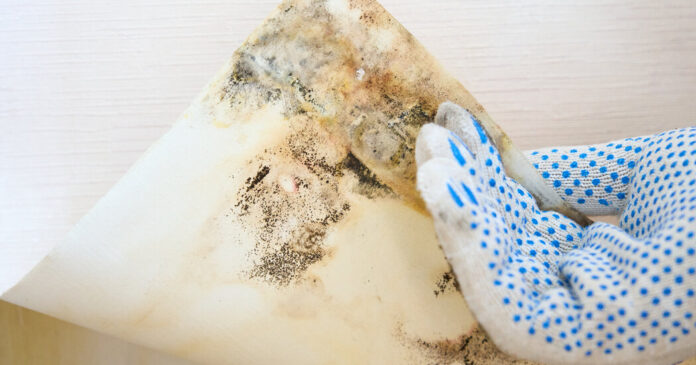 People Are Getting Worried About Household Mold. Should You Be?