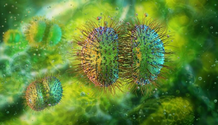 Meningococcal disease, a dangerous bacterial infection, is at its highest level in a decade in Canada